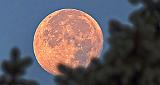 Moon Beyond Pine Tree At Sunrise_DSCF4587